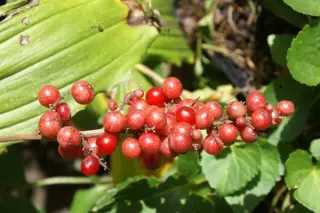 Smilacina racemosa (Hort)