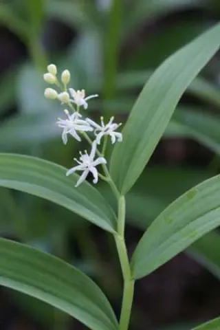Smilacina stellata