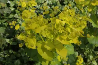 Smyrnium perfoliatum