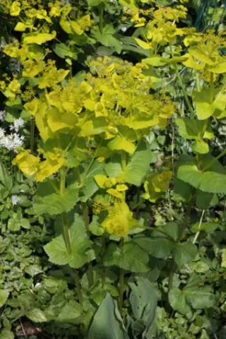 Smyrnium perfoliatum