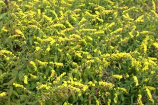 Solidago caesia (lage vorm Usa)