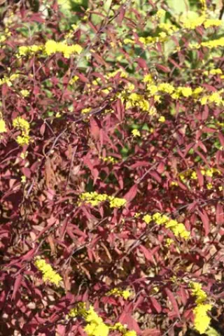 Solidago caesia (lage vorm Usa)