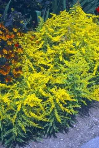 Solidago 'Golden Mosa'