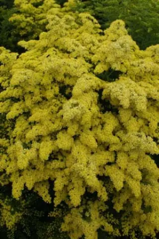 Solidago 'Loysder Crown'