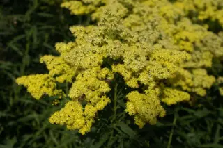 Solidaster x luteus 'Greenfinch'