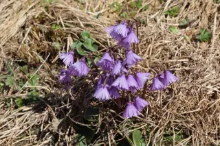 Soldanella montana