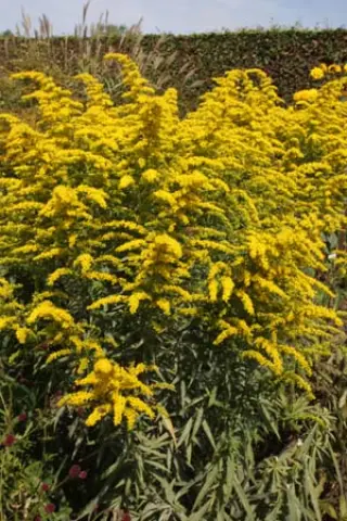 Solidago odora