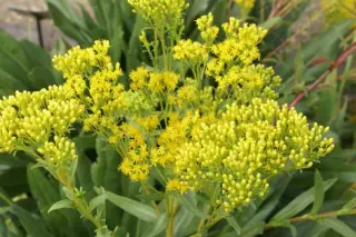 Solidago ohioensis