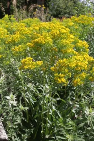 Solidago ohioensis
