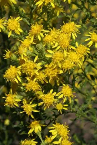 Solidago petiolaris var. angusta