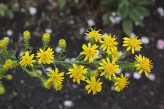 Solidago petiolaris var. angusta