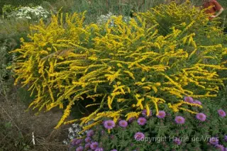 Solidago rugosa