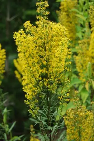Solidago speciosa var. rigidiuscula