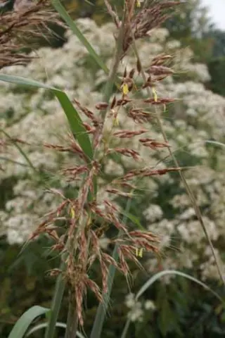 Sorghastrum nutans 'Sioux Blue'