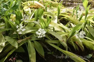 Speirantha convallarioides (syn. S. gardenii)