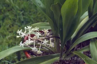 Speirantha convallarioides (syn. S. gardenii)