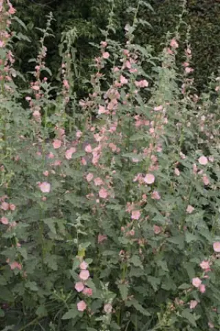 Sphaeralcea 'Charmeuse' (Vegetatief)