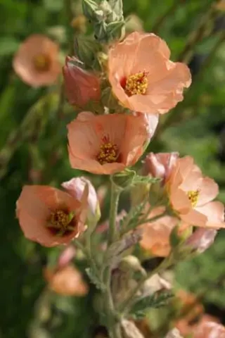 Sphaeralcea 'Childerley'