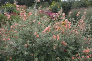 Sphaeralcea 'Childerley'