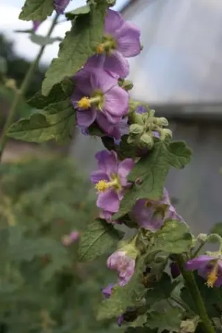 Sphaeralcea fendleri venusta