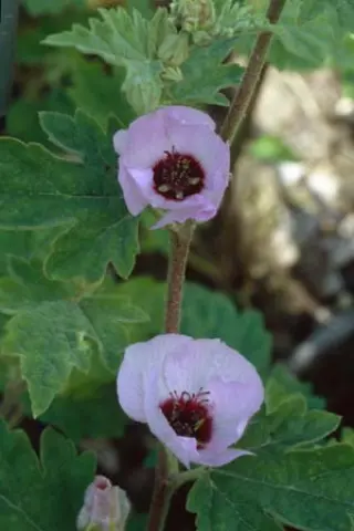 Sphaeralcea 'Hopley's Lavender'