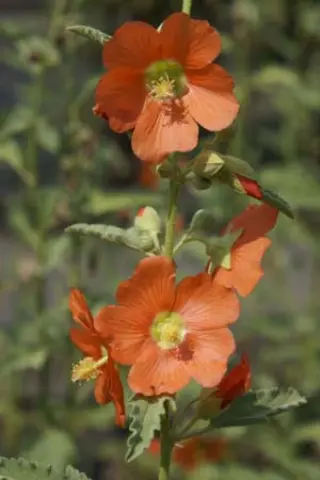 Sphaeralcea incana
