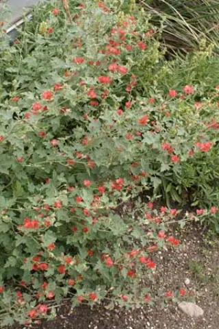 Sphaeralcea 'Newleaze Coral'