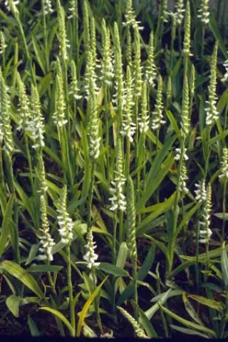 Spiranthes cernua 'Chadd's Ford'