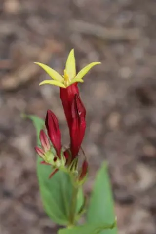 Spigelia marilandica 'Little Redhead'