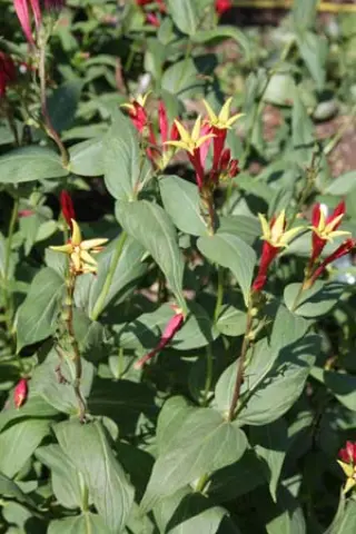 Spigelia marilandica 'Little Redhead'