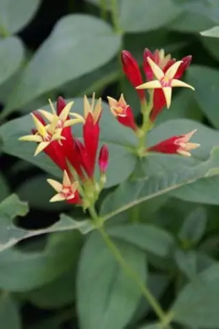 Spigelia marilandica 'Wisley Jester'