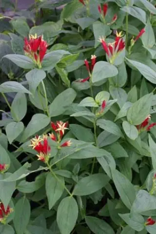Spigelia marilandica 'Wisley Jester'