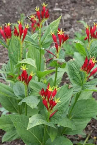 Spigelia marilandica