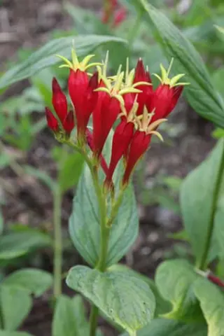 Spigelia marilandica