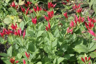 Spigelia marilandica