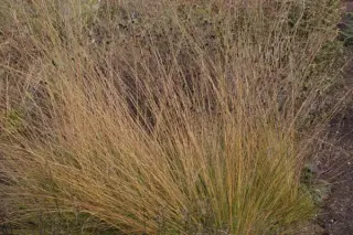 Sporobolus heterolepis ex 'Weinheim'