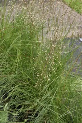Sporobolus heterolepis 'Wisconsin Str.'