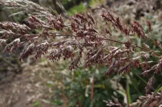 Spodiopogon sibiricus 'Westlake'