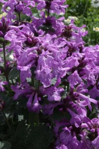 Stachys abchasica ex JJH960891