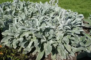 Stachys byzantina 'Silver Carpet'