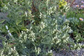 Stachys iva