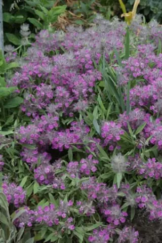 Stachys lavandulifolia