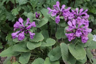 Stachys macrantha (coll. W.Kaukasus)