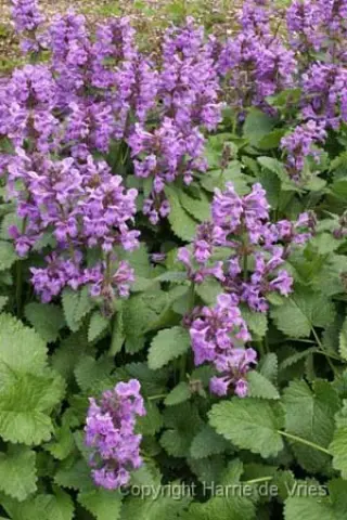 Stachys macrantha 'Rosea Compacta'