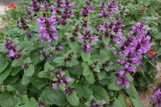 Stachys macrantha 'Violacea'