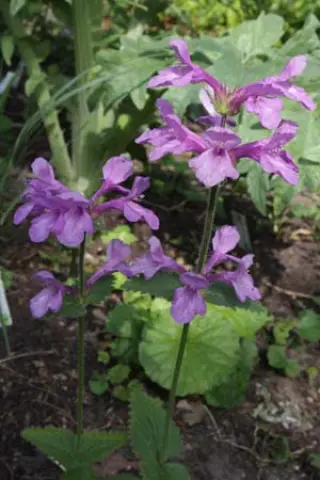Stachys macrantha (ex Georgia J.Br. '17)