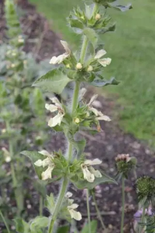 Stachys obliqua