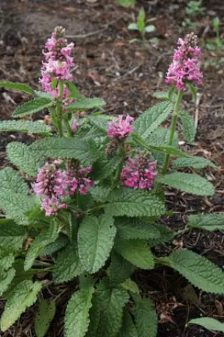 Stachys officinalis 'Donkerroze'