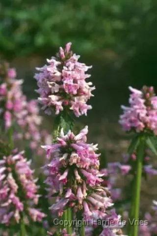 Stachys officinalis 'Saharan Pink'