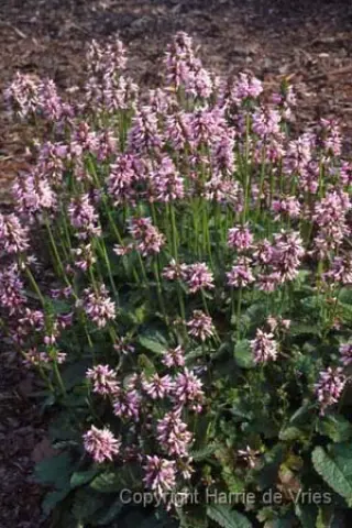 Stachys officinalis 'Saharan Pink'